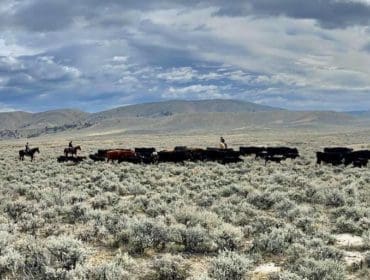 Cattle Drive