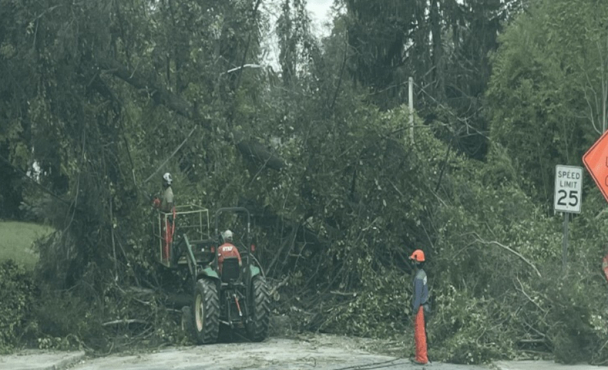Workers clearing trees