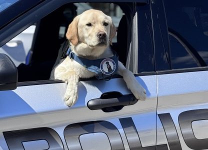 Yellow lab in police car window