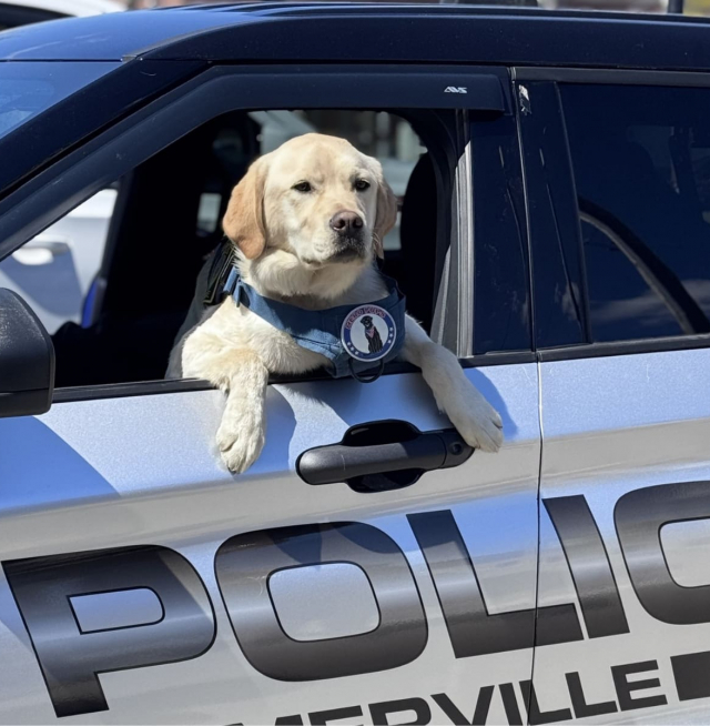 Yellow lab in police car window